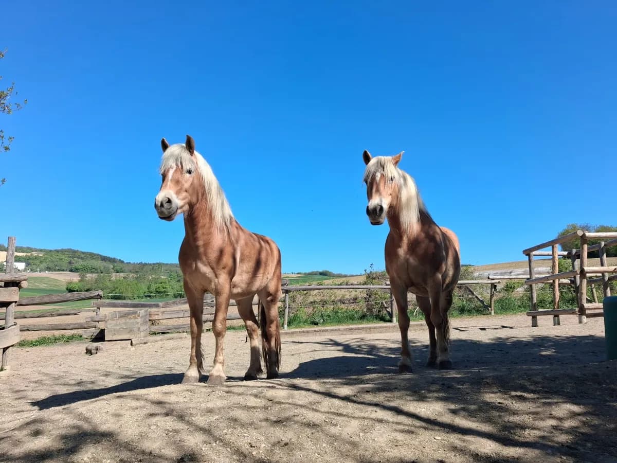Zwei Haflinger stehen aufmerksam da und schauen dich an